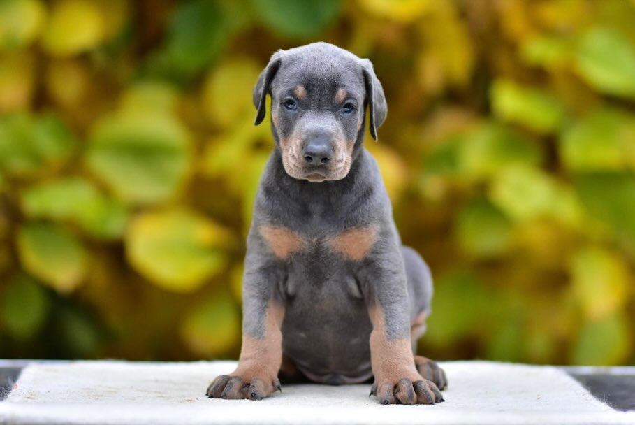 dobermann welpen