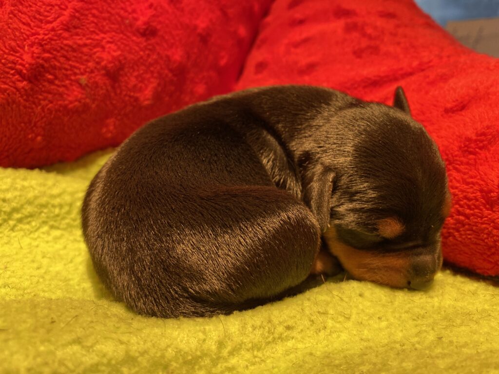 zwergpinscher welpen